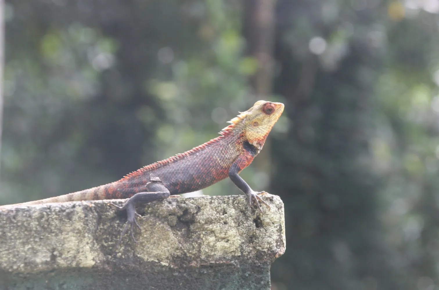 Sinharaja Rainforest  Sri Lanka Dieren Natuur